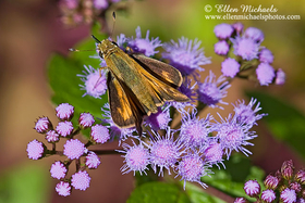 Sachem Skipper - Atalopedes huron