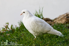 Rock Pigeon (white)