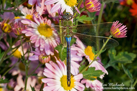 Common Green Darner - Anax junius