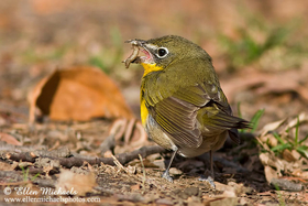 Yellow-breasted Chat