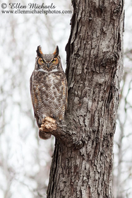 [color=#ccccff]Central Park Owls