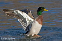 Mallard