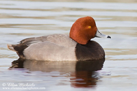 Redhead Duck