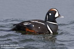 [color=#ccccff]Harlequin Duck