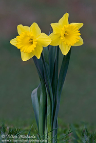 Daffodil - Narcissus