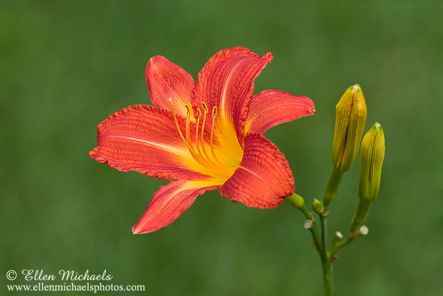 Orange Daylily - Hemerocallis fulva