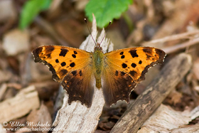 Eastern Comma -  Polygonia comma