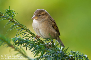 House Sparrow (female)