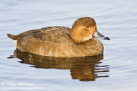 Redhead Duck  (female)