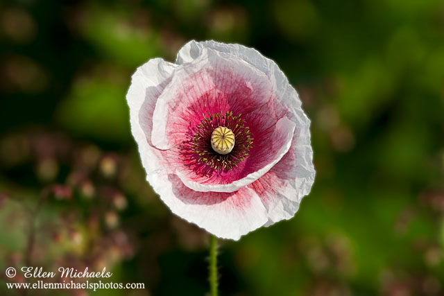 Poppy Flower - Papaver somniferum