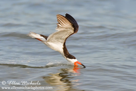 Black Skimmer