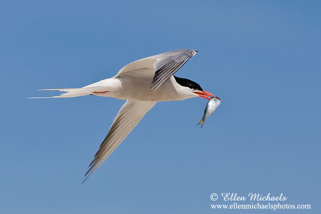 Common Tern