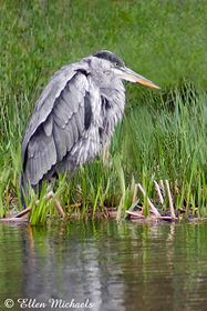 Great Blue Heron (juvenile)