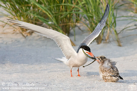[color=#ccccff]Common Tern