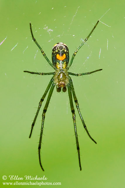 Orchard Orbweaver Spider - Leucauge venusta