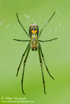 [color=#ccccff]Spiders