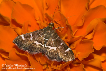 [color=#ccccff]Moths