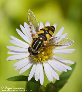 [color=#ccccff]Flies