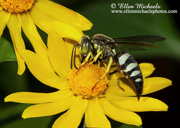 [color=#ccccff]Wasps