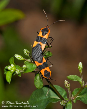 Large Milkweed Bug (mating) -  Oncopeltus fasciatus