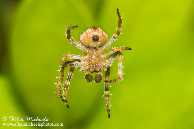Orb Weaver - Eustala cepina