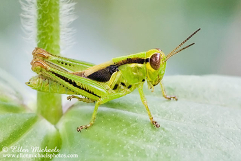 Two-striped Grasshopper - Melanoplus bivittatus