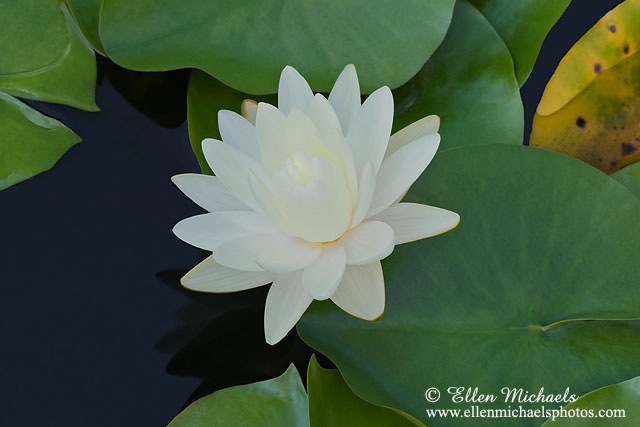 White Water Lily w/ Lily Pads - Nymphaeaceae