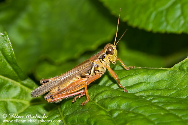 Red-legged Grasshopper - Melanoplus femurrubrum
