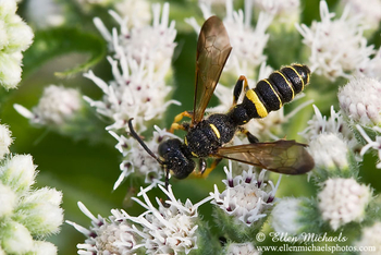 Weevil Wasp - Cerceris