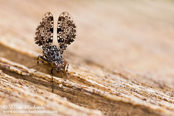 Picture-winged Peacock Fly - Callopistromyia annulipes
