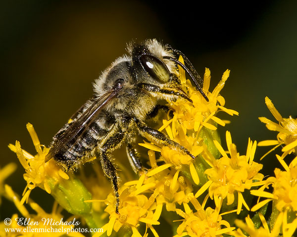Leaf-cutter Bee - Megachile