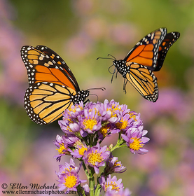 [color=#ccccff]Monarch Butterfly - Danaus plexippus