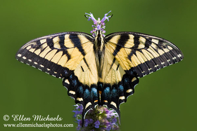 [color=#ccccff]Eastern Tiger Swallowtail - Papilio glaucus
