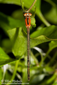 Rambur's Forktail - Ischnura ramburii