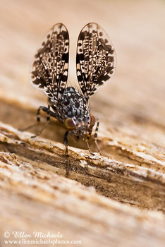 Picture-winged Peacock Fly - Callopistromyia annulipes