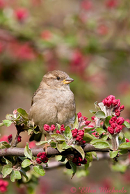 [color=#ccccff]House Sparrow