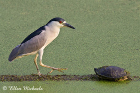 [color=#ccccff]Black-crowned Night-Heron