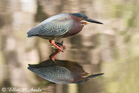 [color=#ccccff]Green Heron