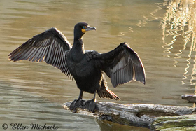 [color=#ccccff]Double-crested Cormorant