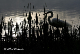 [color=#ccccff]Great Egret