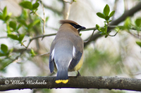 Cedar Waxwing