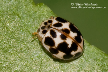 [color=#ccccff]Beetles