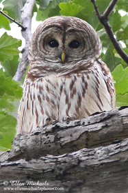 Barred Owl