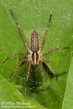 Funnel Weaver Grass Spider - Agelenopsis