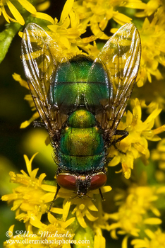 Common Green Bottle Fly - Lucilia sericata