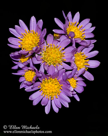 Tatarian Aster - Aster tataricus